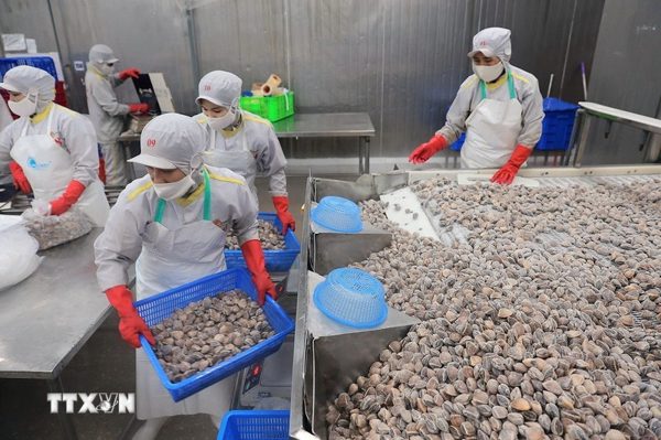 Củng cố nguồn nguyên liệu, hướng tới xuất khẩu thủy sản 12 tỷ USD