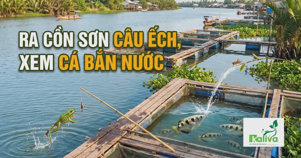 Cùng sống xanh số 169: Tạo nhiều trò chơi trên bè nuôi cá để giữ ký ức với ông bà