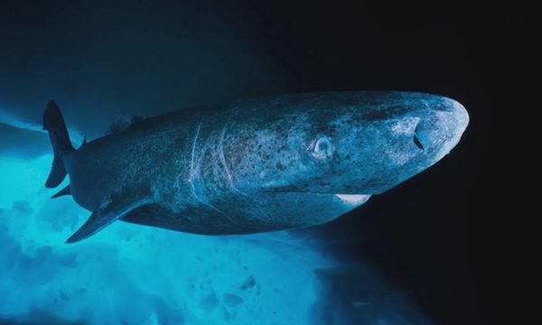Cuộc đối đầu giữa ngư dân Greenland và loài cá mập bí ẩn