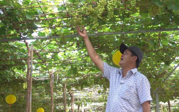 Cuộc thi Lan tỏa năng lượng tích cực 2026: Dám nghĩ, dám làm, lão nông miền Tây đưa nho Ninh Thuận về quê nhà