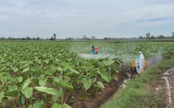 Cuộc thi Lan tỏa năng lượng tích cực 2026: Mùa nước nổi, nông dân trồng rau màu bán giá cao hơn 20-30%