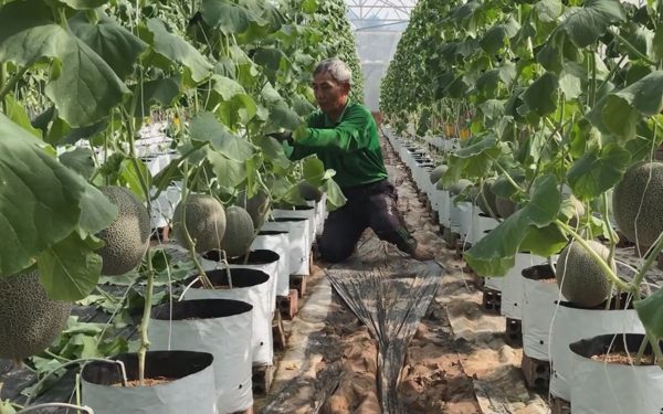 Cuộc thi Lan tỏa năng lượng tích cực 2026: Người nông dân làm chủ công nghệ, nâng tầm nông sản Việt