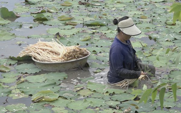Cuộc thi Lan tỏa năng lượng tích cực 2026: Trồng sen mùa nước nổi, nông dân tăng thu nhập từ ngó sen
