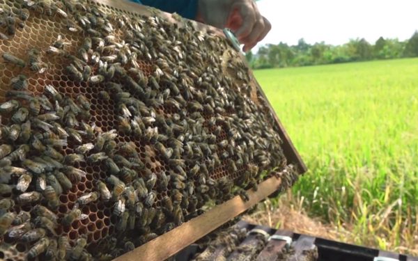 Cuộc thi Lan tỏanăng lượng tích cực 2026: Đàn ong thu hoạch phấn từ hoa lúa