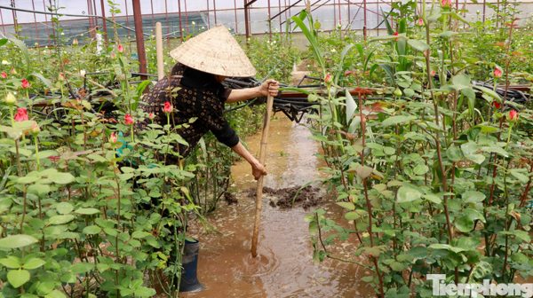 Cứu thủ phủ hoa hồng Đà Lạt