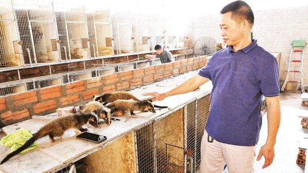 Đa dạng sinh kế từ vật nuôi đặc sản