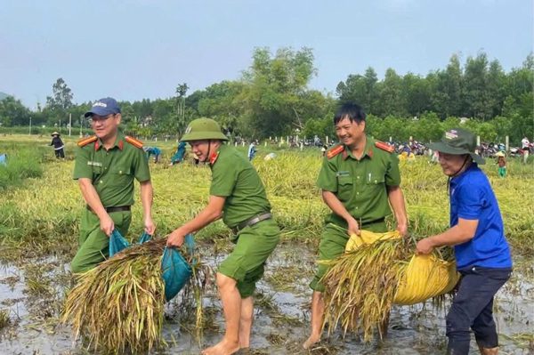 Đà Nẵng: Công an, thanh niên giúp người dân cứu lúa sau mưa lớn