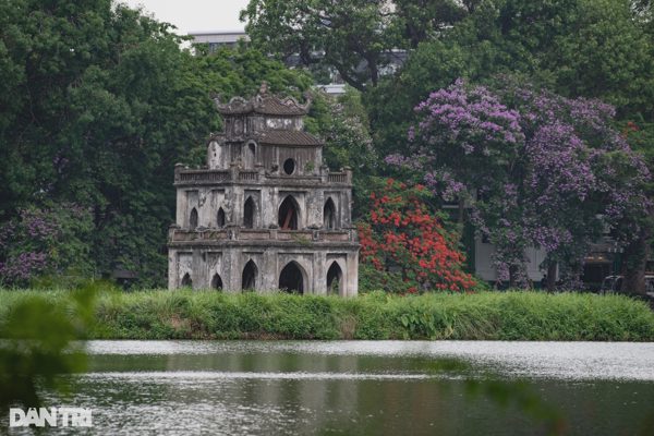 Đặc điểm các loài cây sắp làm thay đổi diện mạo các tuyến phố Hà Nội