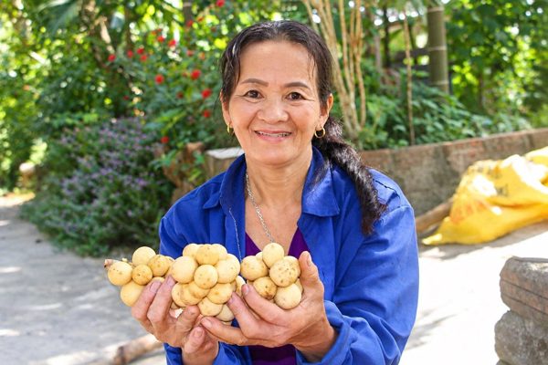 Đặc sản tiến vua vào mùa thu hoạch, nông dân xứ Tiên bỏ túi bạc triệu
