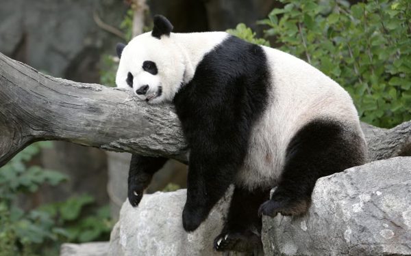 'Đại sứ' gấu trúc sắp trở lại Mỹ, ông Tập báo tin vui tại Nhà Trắng