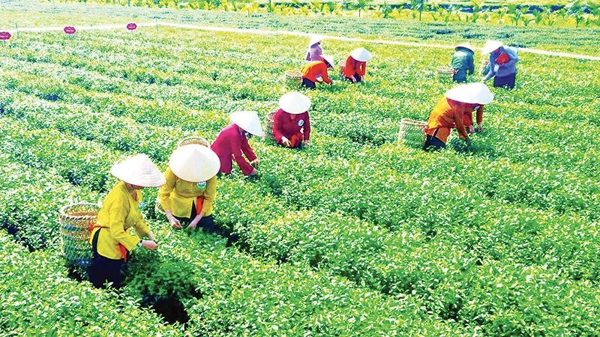 “Đại sứ thương hiệu” của Quảng Ninh