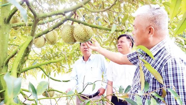 Đắk Lắk có 331 mã số vùng trồng xuất khẩu