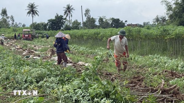 Đắk Lắk khẩn trương thu hoạch lúa, hoa màu tránh thiệt hại do mưa lớn