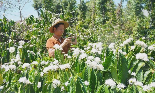 Đăk Lăk phát triển 75.000 ha cà phê thích ứng biến đổi khí hậu