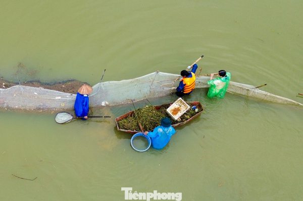 Dầm mình giữa lũ, giữ 15 tấn cá ở ngoại thành Hà Nội