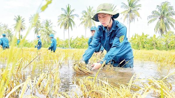 Dầm mưa cứu 'hạt vàng' trên đồng ngập