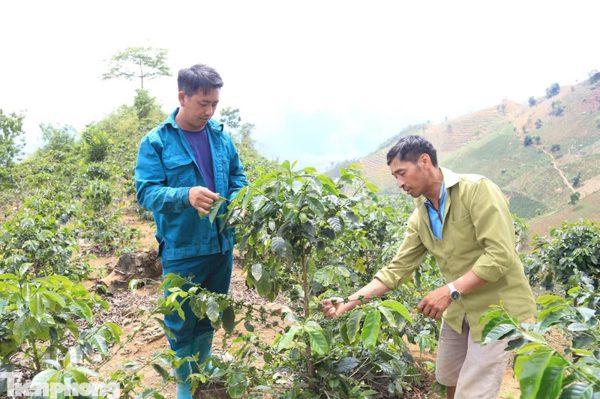 Dân bản giữ đất, giữ rừng nhờ những cây trồng mới