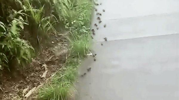 Đàn cá rô 'đi bộ' trên đường ở Trung Quốc