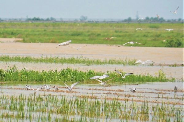 Đàn chim lạ hàng nghìn con xuất hiện trên cánh đồng