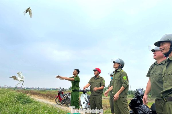 Đàn cò trắng giữa mùa bẫy chim trời