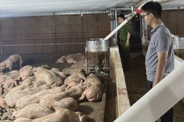 Đàn lợn nhiễm virus tai xanh trên đường về Hà Nội tiêu thụ