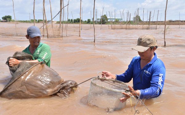 Dân miền Tây chỉ đánh bắt cá lớn, thả cá linh non về lại tự nhiên