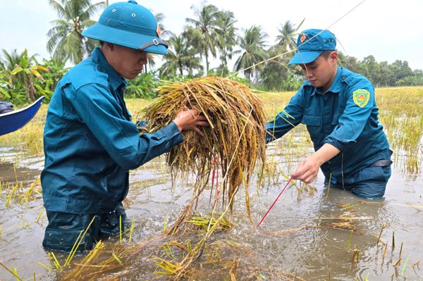 Dân quân địa phương lội nước cùng dân gặt lúa chạy ngập