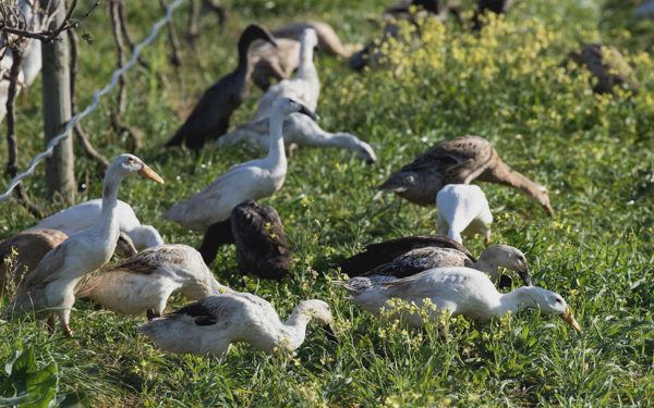 Đàn vịt ‘đi làm’ mỗi sáng, giúp vườn nho Nam Phi diệt sâu không cần thuốc