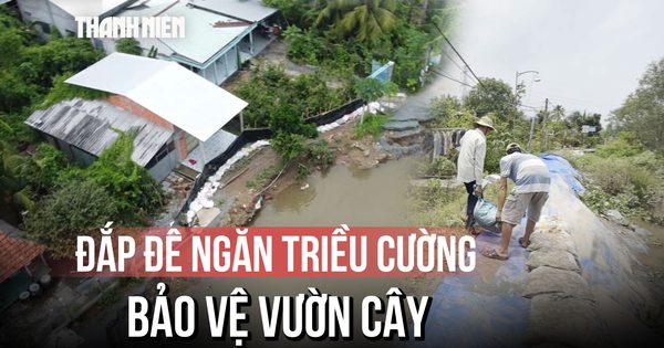 Dân vùng sạt lở Đồng Tháp chật vật đắp đê, ngăn triều cường cứu vườn cây ăn trái
