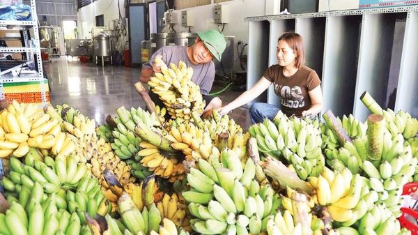 Đảng viên hỗ trợ người dân vùng cao làm kinh tế