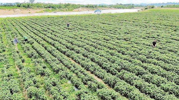 Đánh thức tiềm năng dược liệu