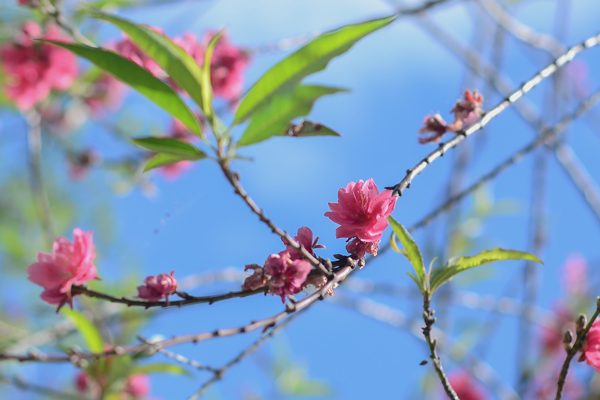 Đào Đà Lạt nở sớm trước Tết 3 tháng: Khách mê mẩn, nhà vườn lo