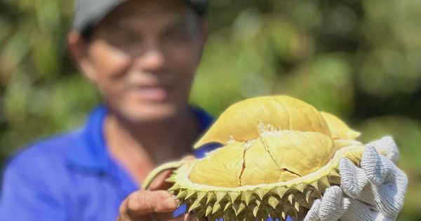 Đạt 1,37 tỉ USD, tháng 8 lập kỷ lục mới về xuất khẩu rau quả