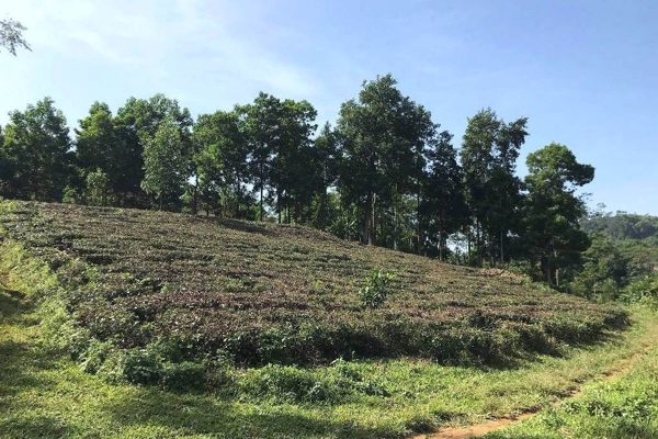 Đất giao năm 1994, tiền đã nộp được tính thế nào khi cấp lại sổ đỏ?