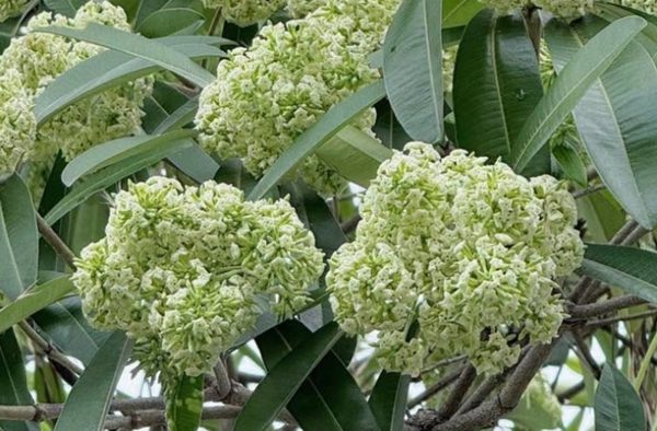 Đau đầu, buồn nôn vì mùi hoa sữa: Có phải ngộ độc?
