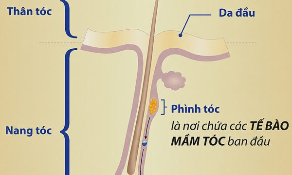 Dấu hiệu cho thấy nang tóc chắc khỏe