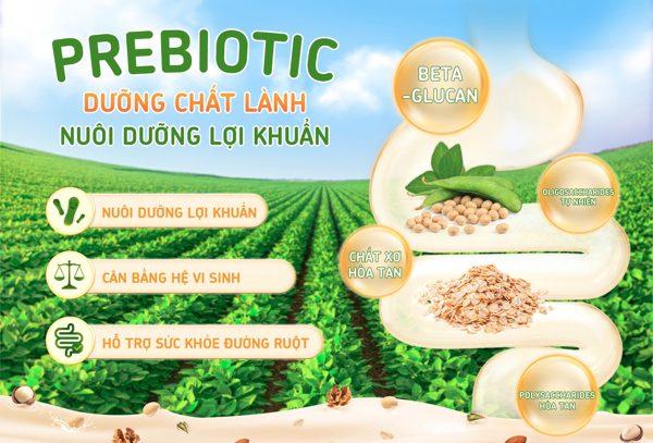 Đậu nành và yến mạch: Góc nhìn mới về sức khỏe hệ vi sinh đường ruột