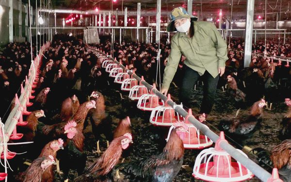 'Đau tim' với nuôi heo, gà: Đâu là giải pháp cứu ngành chăn nuôi?