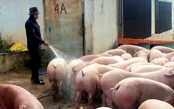 'Đau tim' với nuôi heo, gà: Người chăn nuôi trong thế khó