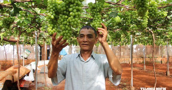 Đầu tư tiền tỉ trồng nho, thu quả ngọt trên đất khó