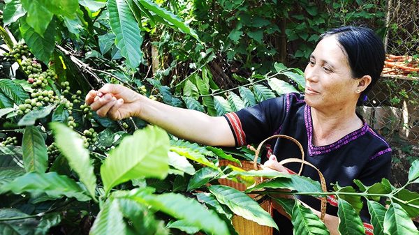 Đẩy mạnh quảng bá thương hiệu cà-phê Robusta Việt Nam
