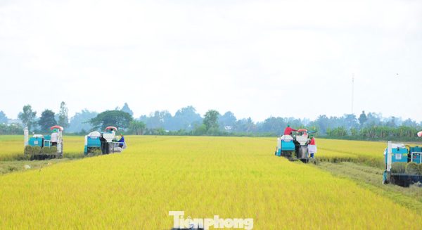 Đề án 1 triệu ha lúa: Thí điểm rực rỡ, thực tế... chưa có dự án nào