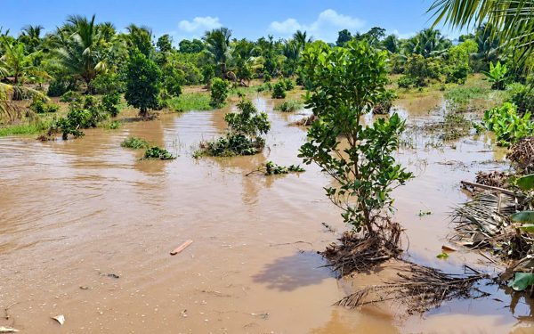 Đê dự phòng ở Chợ Lách hoàn thành mới gần 2 tháng đã vỡ
