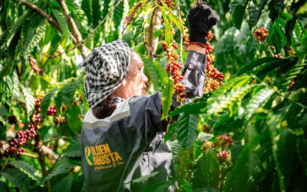 Để xây dựng thương hiệu Robusta Việt, cần tấm hộ chiếu nguồn gốc