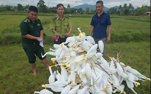 Dẹp 'trận địa' bẫy chim, cò nhiều khu vực ở TP Huế