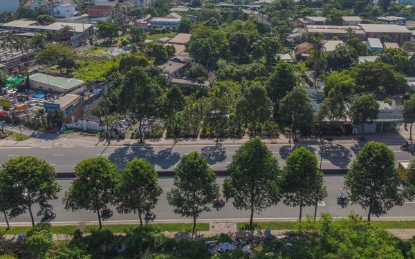 Di dời 186 cây xanh làm nút giao Phạm Văn Đồng - vành đai 2 TP.HCM