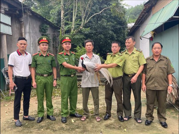 Đi làm rẫy phát hiện gà lôi trắng quý hiếm