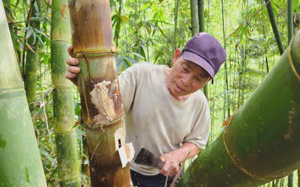 Đi săn sâu măng, món ăn độc đáo giá 250-300 ngàn/kg nhưng không dễ mua