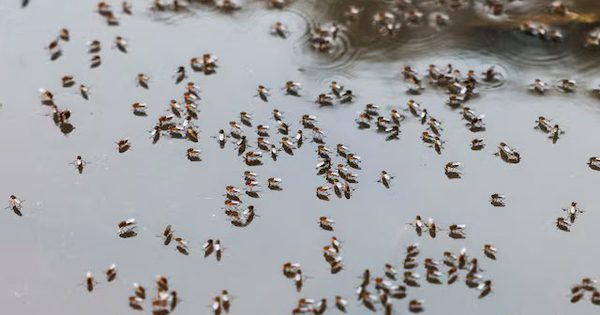 Dịch sốt xuất huyết ở Bangladesh bùng phát mạnh, các bệnh viện quá tải