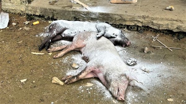 Dịch tả lợn châu Phi diễn biến phức tạp tại một số địa phương ở Nghệ An